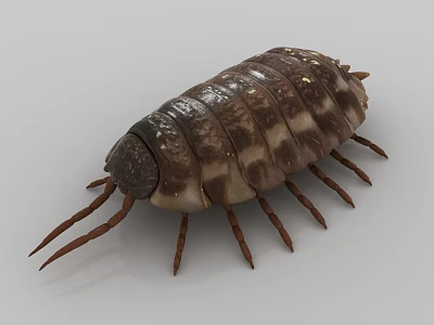 Shiny Brown And White Striped Reptile With Oval Body And Many Legs On White Background 3d model