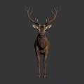 Brown Deer With Large Antlers Standing On Black Reflective Surface 3d model