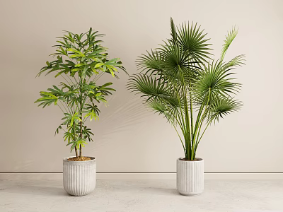 Potted Plants with Different Green Leaves in White Planters Against Light Wall and Floor 3d model