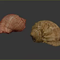 Two Conch Shells With Orange Brown Textured Surface On Black Background Reflections
