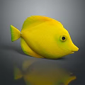 Bright Yellow Fish with Green Edged Tail and Eye Area on Grey Background with Reflection