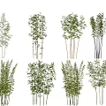 Various Types of Bamboo Plants With Tall Stems and Lush Green Leaves