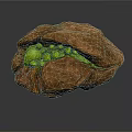 Opened Walnut with Fresh Green Kernels Inside Showing Natural Texture