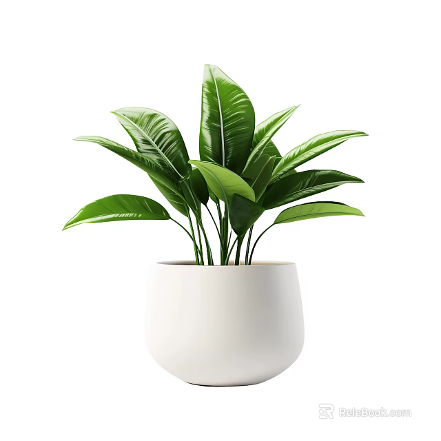 Potted Plant With Lush Green Leaves In White Ceramic Pot For Indoor Decoration 3d model 