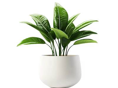 Potted Plant With Lush Green Leaves In White Ceramic Pot For Indoor Decoration 3d model