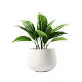 Potted Plant With Lush Green Leaves In White Ceramic Pot For Indoor Decoration