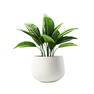 Potted Plant With Lush Green Leaves In White Ceramic Pot For Indoor Decoration 3d model