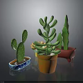 Decorative Potted Cactus Plants in Various Colored and Shaped Pots on Dark Background