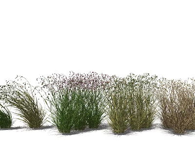 Different Types of Ornamental Grasses with Green Brown Foliage and Small Flowers 3d model