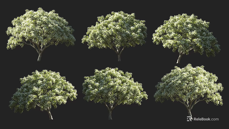 Six Arbor Trees With Lush Green Foliage And Clear Trunks On Black Background 3d model 