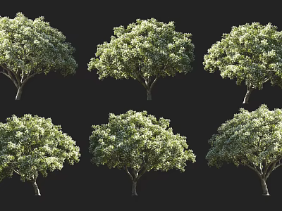 Six Arbor Trees With Lush Green Foliage And Clear Trunks On Black Background 3d model