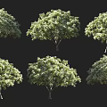 Six Arbor Trees With Lush Green Foliage And Clear Trunks On Black Background