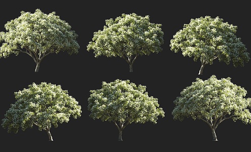 Tassle Tree Deciduous Tree Shrub Flowering Plant Tea Tree Courtyard Flowering Green Plant April Snow Radish Silk Flower Park Courtyard Garden Street Trees 3d model