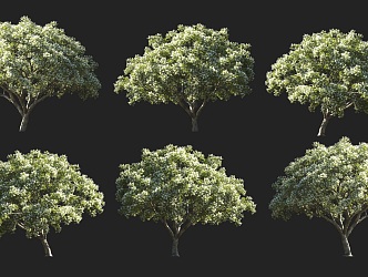 Tassle Tree Deciduous Tree Shrub Flowering Plant Tea Tree Courtyard Flowering Green Plant April Snow Radish Silk Flower Park Courtyard Garden Street Trees 3d model