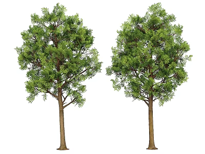Two Healthy Tall Trees With Lush Green Leaves And Brown Trunks 3d model