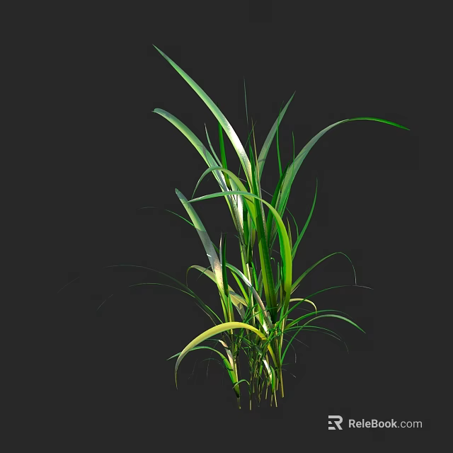 Vibrant Green Grass Plant With Slender Long Leaves Against Black Background 3d model 