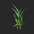 Vibrant Green Grass Plant With Slender Long Leaves Against Black Background