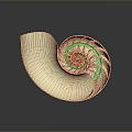 Nautilus Shell Exhibiting Intricate Spiral Structure And Creamy Yellow Color On Dark Background