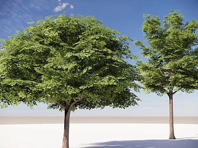 Two Tall Leafy Trees With Lush Green Foliage Against Clear Blue Sky And White Ground 3d model