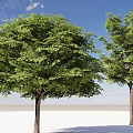 Two Tall Leafy Trees With Lush Green Foliage Against Clear Blue Sky And White Ground