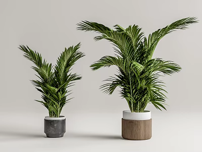 Green Potted Palm Plants With Grey And Wooden Pots For Home Decor 3d model