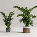 Green Potted Palm Plants With Grey And Wooden Pots For Home Decor