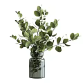 Indoor Potted Plant in Transparent Glass Vase with Lush Green Eucalyptus Leaves and Intertwined Branches