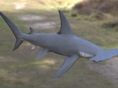 Grey Hammerhead Shark With Distinctive Head Shape Swimming In Ocean Water 3d model