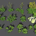 Assorted Fresh Vegetable Plants with Green Leaves and Healthy Growth