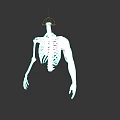 3D Human Skeleton And Muscle Anatomy Model Showing Upper Body And Arm Structure