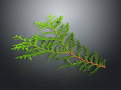 Fresh Green Branch With Slender Leaves On Dark Background Showing Reflection 3d model