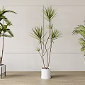 Indoor Potted Plants With Various Leafy Types In White Pots On Wooden Floor