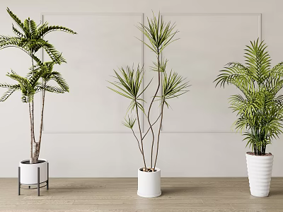 Indoor Potted Plants With Various Leafy Types In White Pots On Wooden Floor 3d model