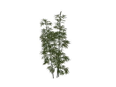 Bamboo Bonsai Potted Plant With Green Leaves And Tall Stems For Home Decoration 3d model