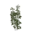Bamboo Bonsai Potted Plant With Green Leaves And Tall Stems For Home Decoration