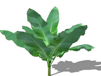 Lush Green Arbor With Large Leaves Strong Trunk And Natural Shadow 3d model