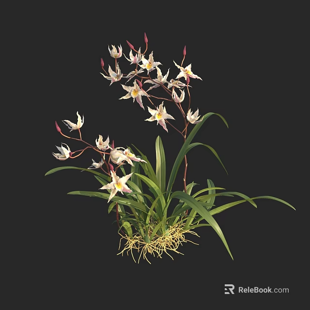 White and Pink Orchid Flowers with Green Leaves and Exposed Roots 3d model 