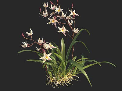 White and Pink Orchid Flowers with Green Leaves and Exposed Roots 3d model