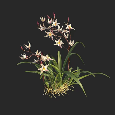 White and Pink Orchid Flowers with Green Leaves and Exposed Roots 3d model