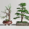 Artistic Bonsai Trees In Decorative Brown Ceramic And Square Stone Pots With Lush Green Foliage