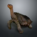 Detailed Realistic 3D Turtle Model With Lifelike Texture And Pose 3d model
