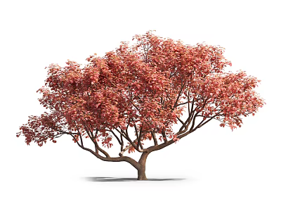 Vibrant Red Leaves Arbor With Spreading Branches And Sturdy Trunk 3d model