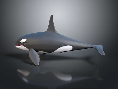 Realistic 3D Orca Model With Black And White Body Dorsal Fin And Open Mouth 3d model