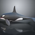 Realistic 3D Orca Model With Black And White Body Dorsal Fin And Open Mouth