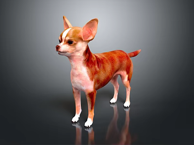 Brown and White Chihuahua Dog Standing Alert on Black Reflective Background with Perked Ears 3d model