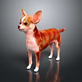 Brown and White Chihuahua Dog Standing Alert on Black Reflective Background with Perked Ears