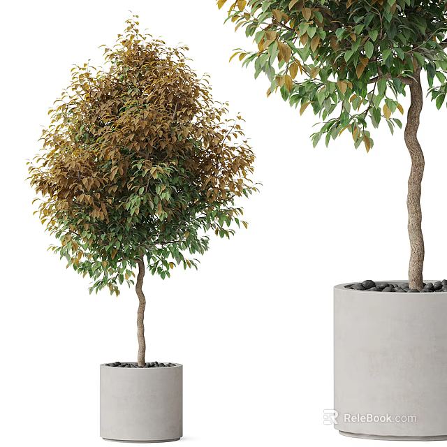 Bonsai Potted Plants With Curved Trunks Green Brown Leaves In Concrete Pots 3d model 