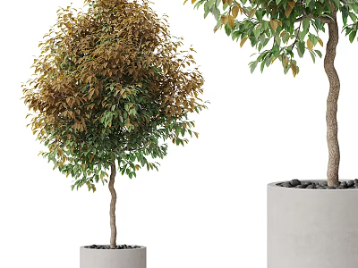 Bonsai Potted Plants With Curved Trunks Green Brown Leaves In Concrete Pots 3d model