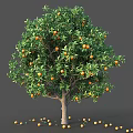 Garden Accent Vibrant Orange Tree Bearing Ripe Fruits And Lush Green Leaves