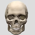 Human Male Skull Anatomical Model Showing Detailed Bone Structure And Features